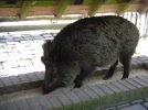 2011 04 08 - WILDPARK 33.webp