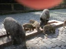 2011 04 08 - WILDPARK 39.webp