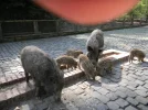 2011 04 08 - WILDPARK 40.webp