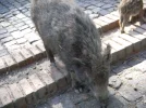 2011 04 08 - WILDPARK 41.webp