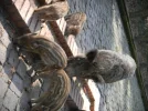 2011 04 08 - WILDPARK 42.webp