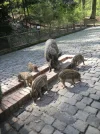 2011 04 08 - WILDPARK 43.webp
