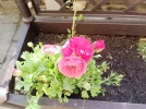 IMG_20230326_095904.webp