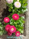 IMG_20230326_100009.webp