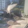 20230421_072209.webp