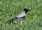 _IMGP7894_cropt_k.webp