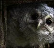 Waldkauzküken.webp
