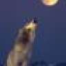 free wolf