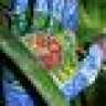 aloevera