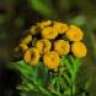 tansy