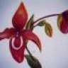 roteorchidee