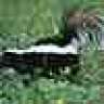 Skunk
