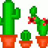Kaktusblüte