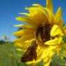 Seinchen