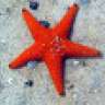 MrsStarfish