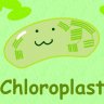 Chloroplast