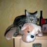 Emmy-the-cat