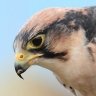 CunningFalcon