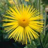 inula1