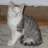 Streunerkatzen