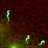 glowfly