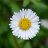 Filinchen