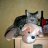 Emmy-the-cat