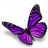 schmetterling79
