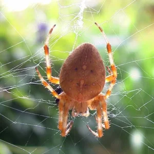 ich habe Arachnophobie :-)