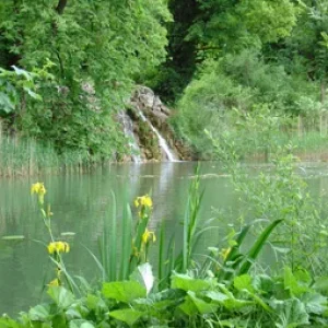 Lilien-See