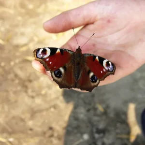 Vertrauen auf einer Kinderhand