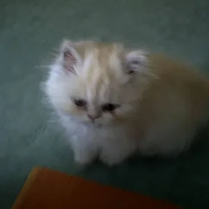 Katzi
