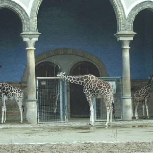 Giraffen_Zoo_Berlin_JPG2
