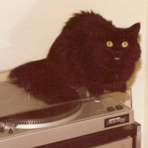 musikalische Katze