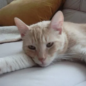 Mein Liebling