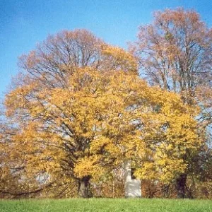 Linde im Herbst
