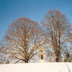 Linde im Winter