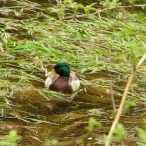 Ente in ihrer Grtze