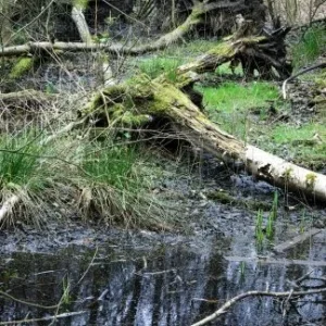 Windbruch