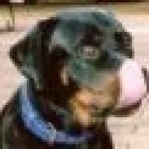 mein hund