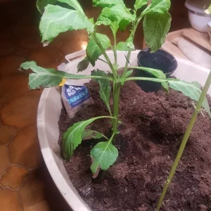 Salvia Divinorum
