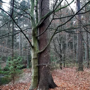 Umschlungen Bäume