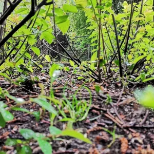 Ayahuasca