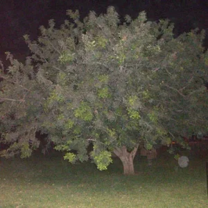 Baum2.jpg