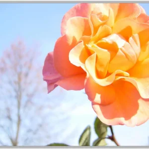 Letzte Rosen.jpg