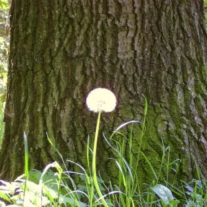 Blumen6.jpg