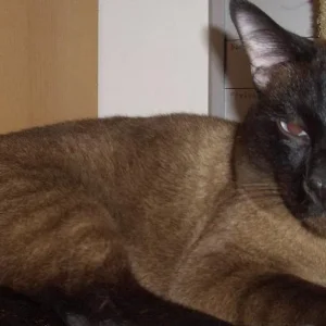 Katze.JPG