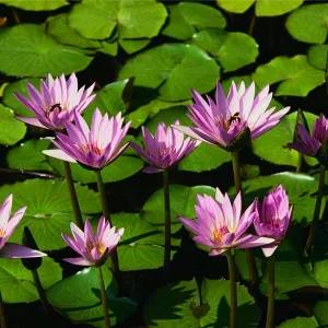 Wasserlilien.jpg