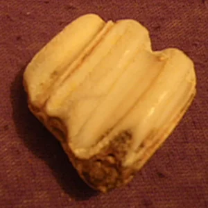 IMGP3384.jpg