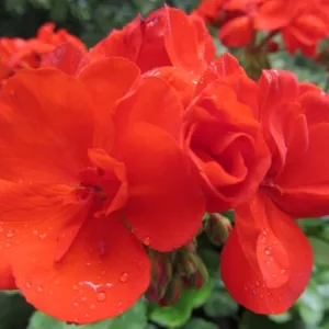 rote blüte.jpg